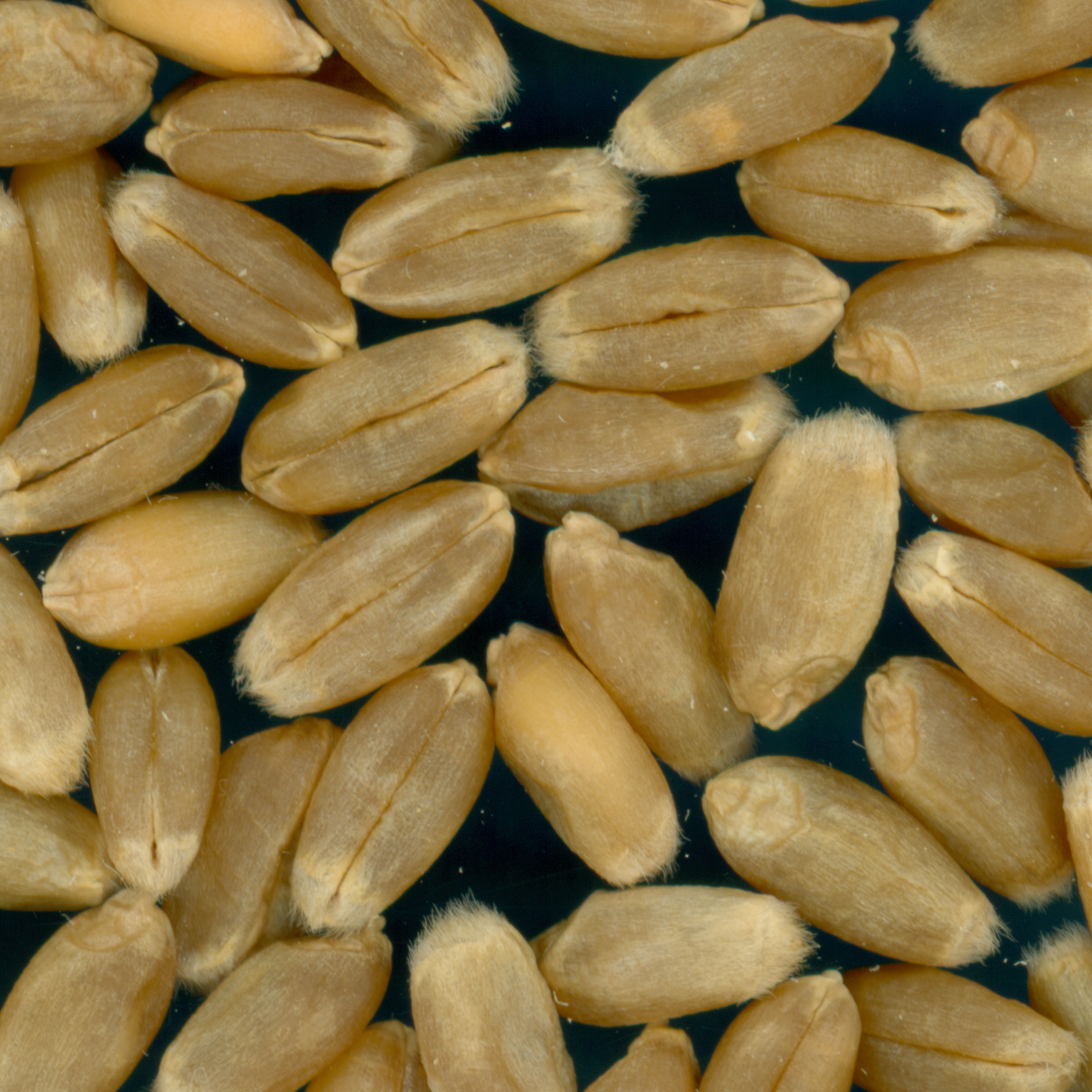 KERNELS